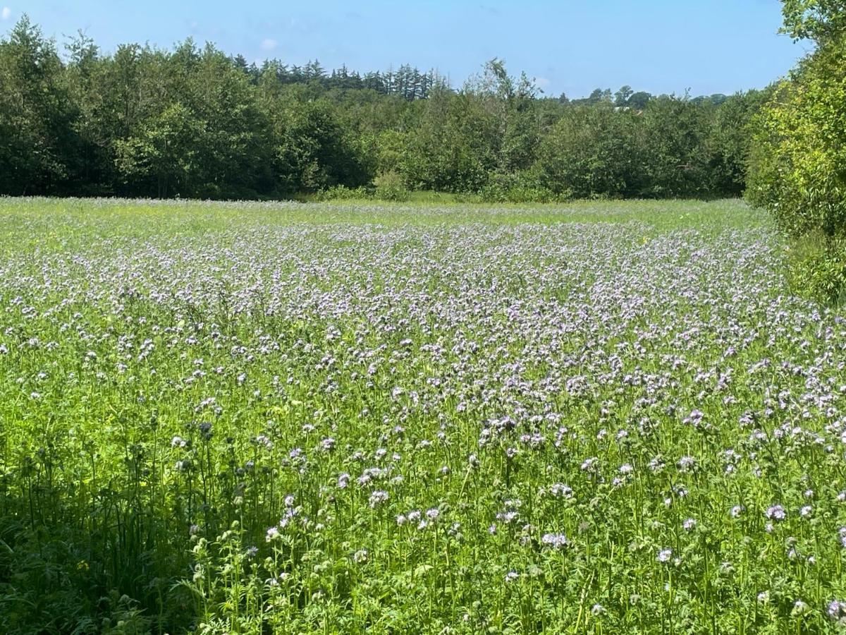 Korsholt-Natur B-B Sindal Luaran gambar